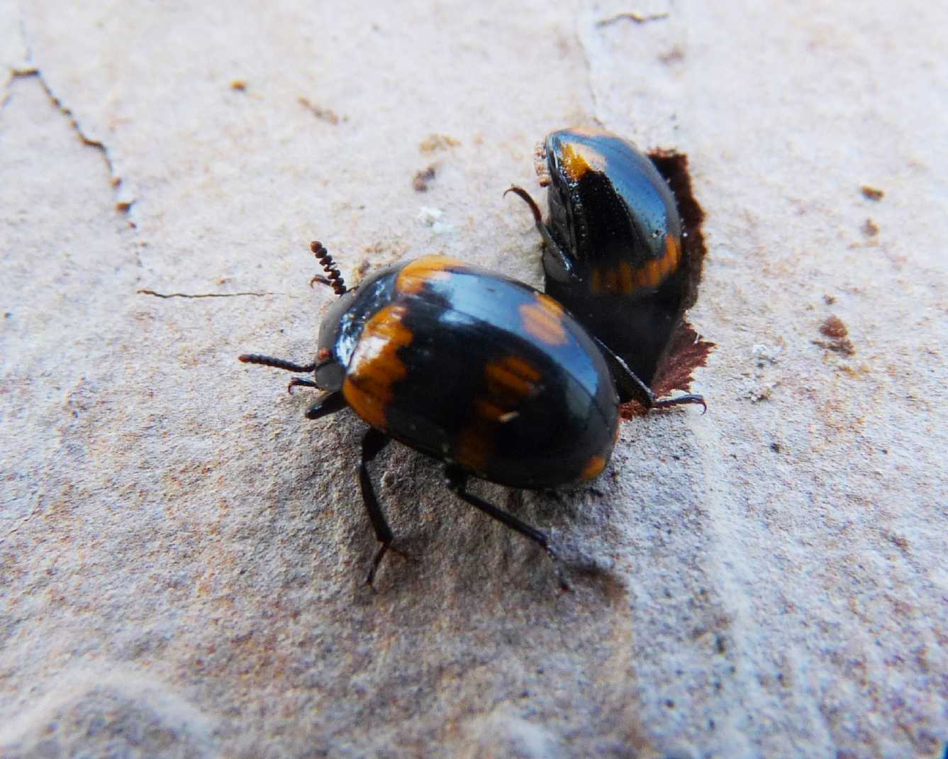 Nicrophorus interruptus ? - no,  Diaperis boleti (Tenebrionidae)